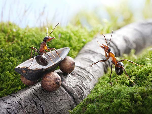 Macro Photography of Ants