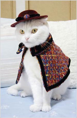 Cute Fashion Cats