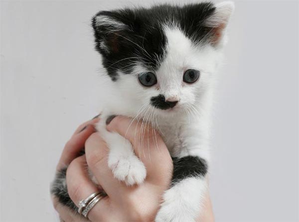 Kitler - Cat That Looks Like Hitler