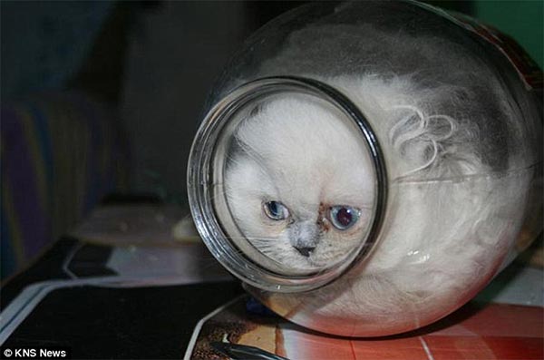 Kitten loves hiding in empty jars