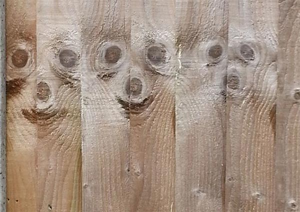 Meerkats Faces Found on Fence