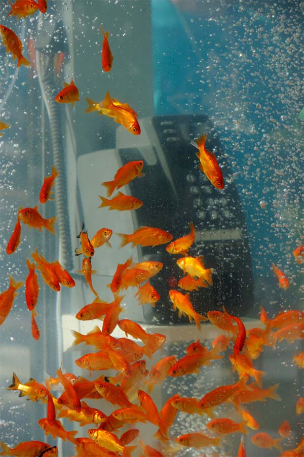 Phone Booth Transformed into Goldfish Aquarium