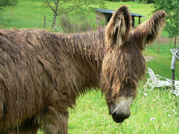 Poitou Donkey - The Rarest Breed of Donkey