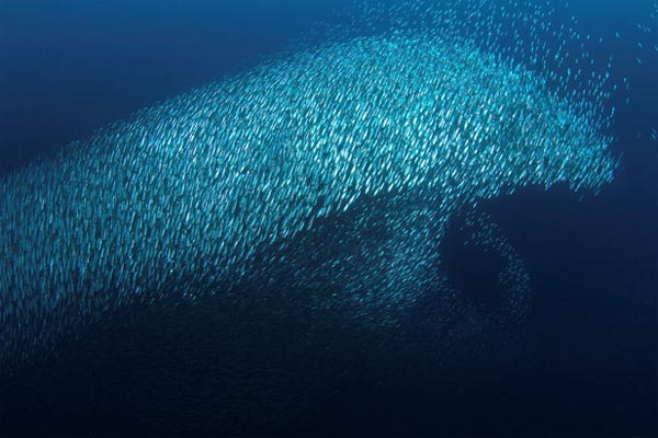Sardines form giant dolphin shape