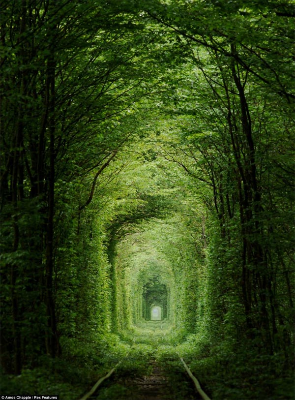 Beautiful view of Tunnel of Love