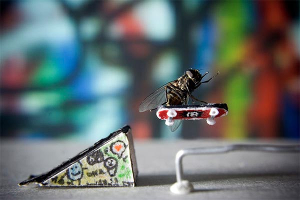 Adventure of Mr. Fly