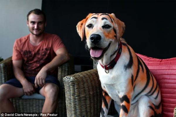 Owner dyed Lilo the labrador look like a TIGER for niece's birthday treat