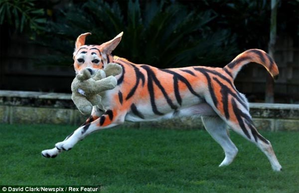 10-month-old Labrador has been dyed to look like a tiger