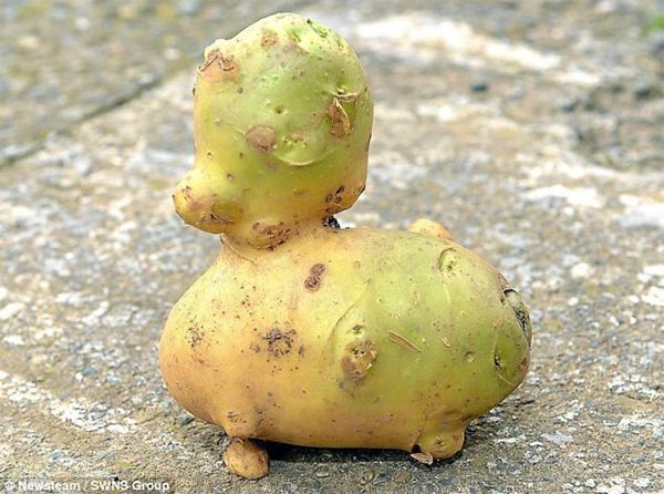 Duck-Shaped Potato
