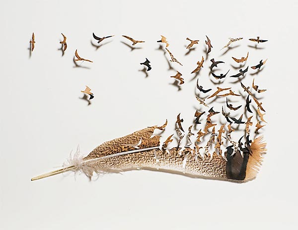 Feather art by Chris Maynard