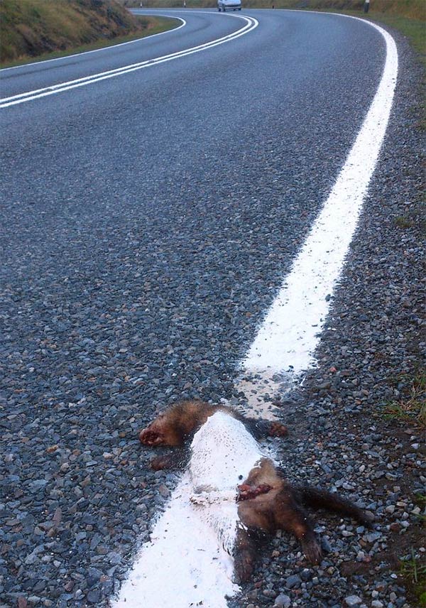 Highway Workers Paint White Line Over A Squashed Polecat