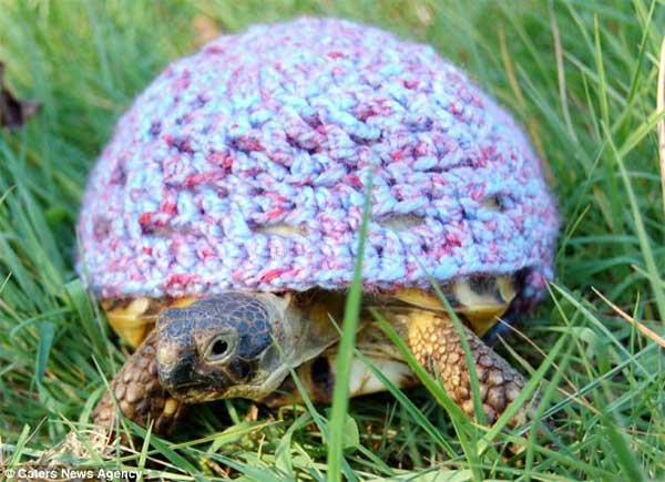 Woolen Outfits For Tortoise