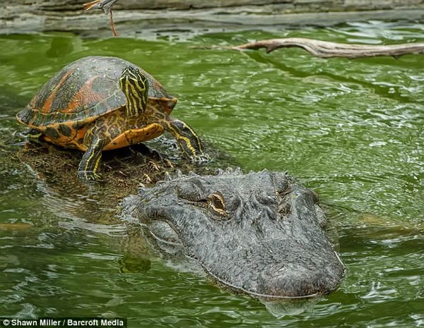 Turtle Riding Alligator To Cross The Pond