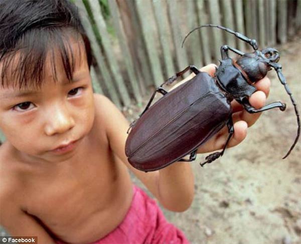 World's Biggest Beetle