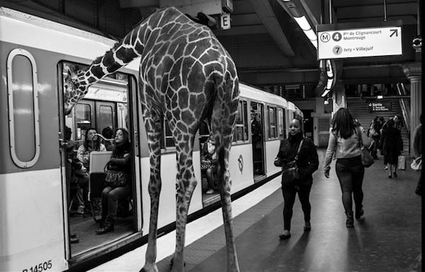 Savanna Animals Took Paris Metro