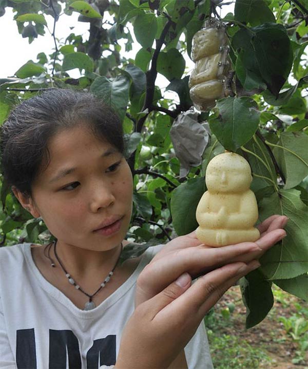 Baby Buddha-Shaped Pears