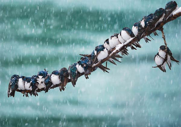 Birds Huddling Together