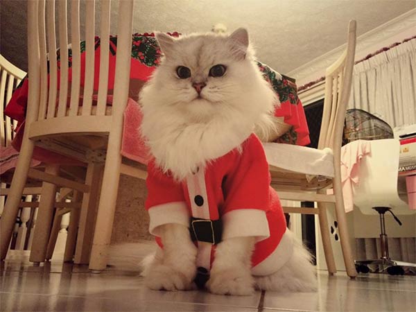 Cat Wearing Santa Outfit