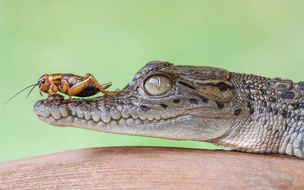 Tiny Cricket Rests On Crocodile's Snout