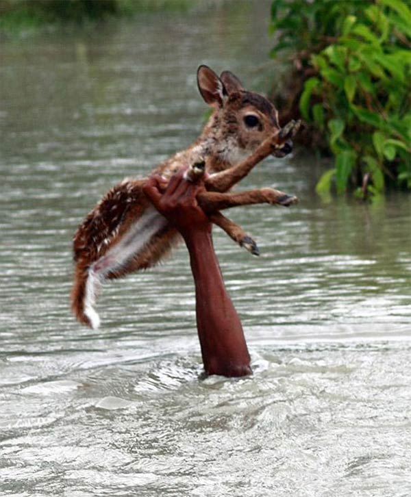 Drowning Baby Deer Rescue