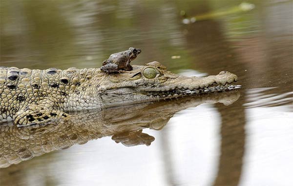 Brave Frog Risks His Life Sitting on a Crocodile's Snout