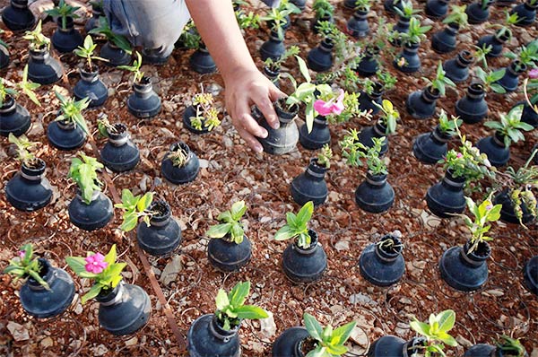 Palestinian gardener uses hundreds of spent tear gas canisters as plant pots
