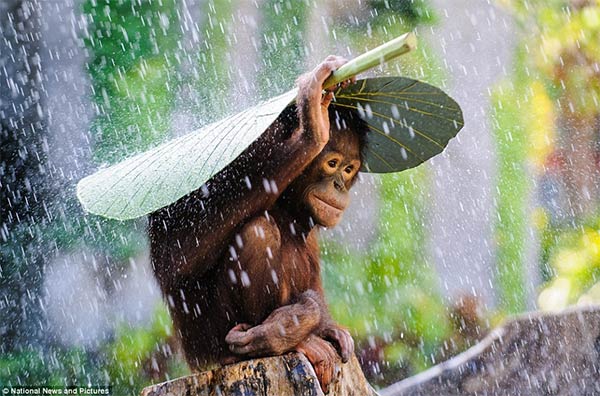 Orangutan Using Banana Leaf To Protect From Rain