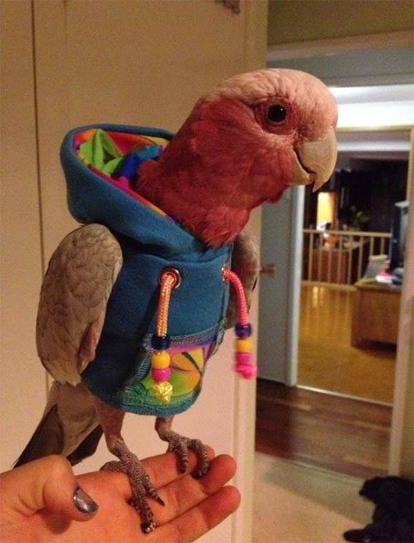 A Parrot Wearing Hoodie