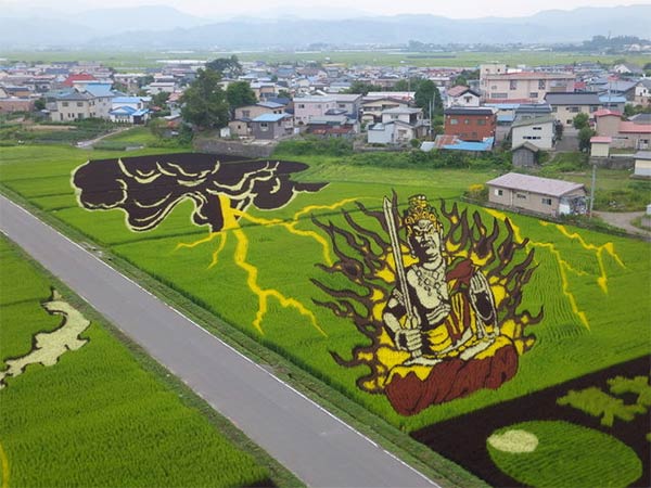 Japanese Rice Paddy Art