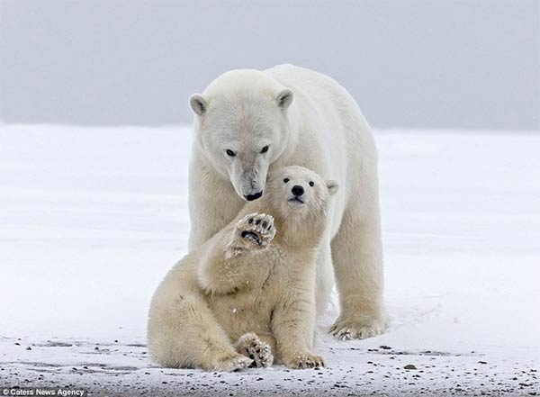 Cute Polar Bear Cub Waves At Tourists