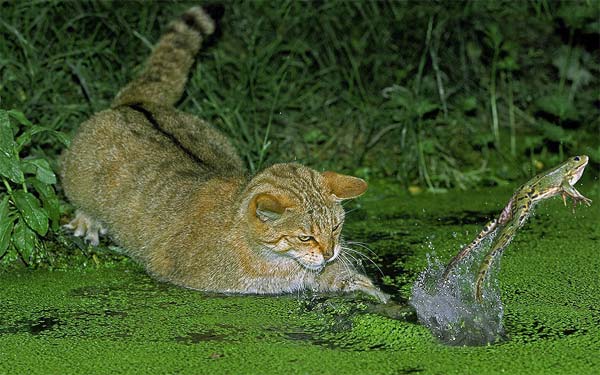 Cat Trying To Catch A Frog