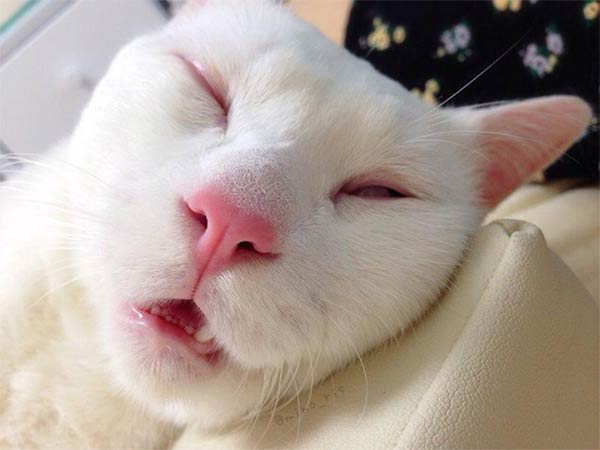 This Cat Was Just Named The Most Awful Sleeping Face In Japan