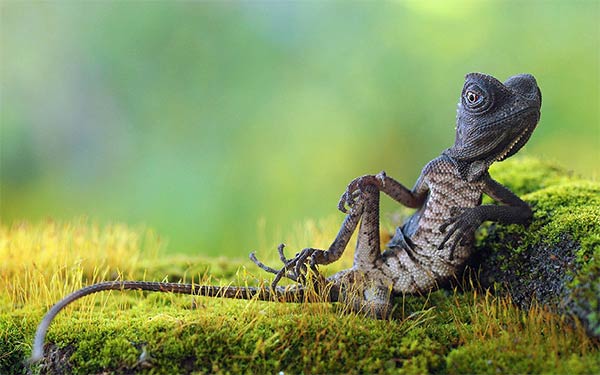 Chilled Forest Lizard