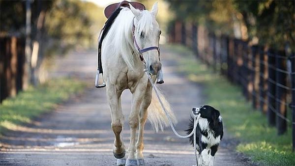 Dog Training & Riding Horse