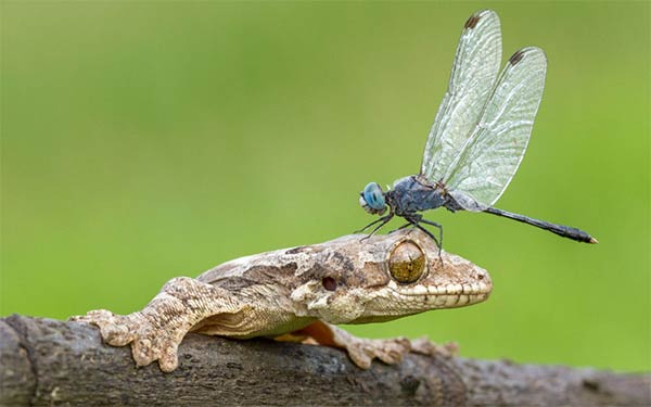 Dragonfly Lands On The Head Of A Gecko