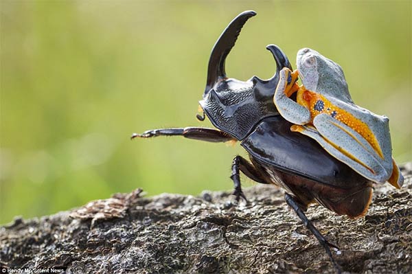 Cowboy Frog Enjoys Riding Beetle