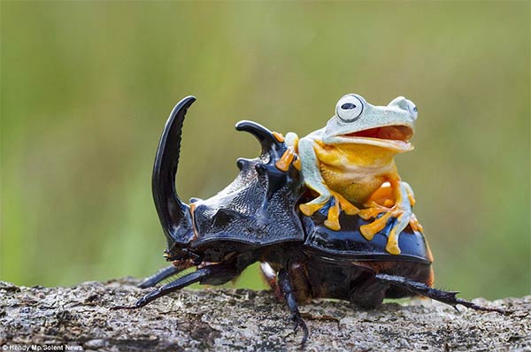 Adventurous Frog Riding A Beetle
