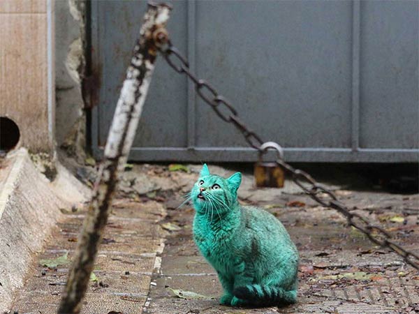Stray Cat Accidentally Turned Itself Green