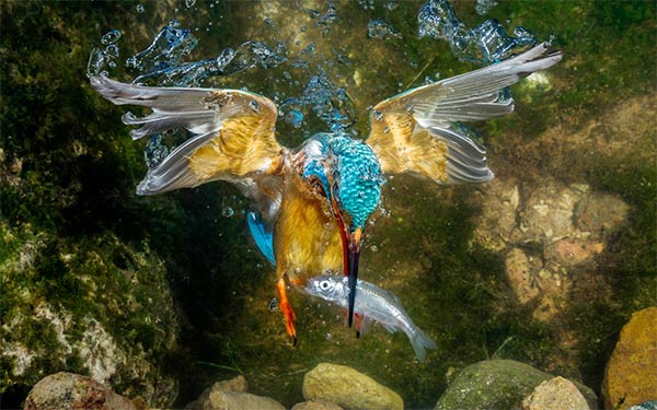 Kingfisher Catching A Fish Underwater