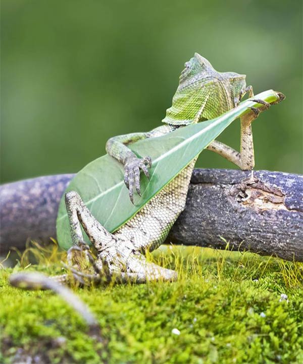 Lizard Caught Playing Leaf Guitar 