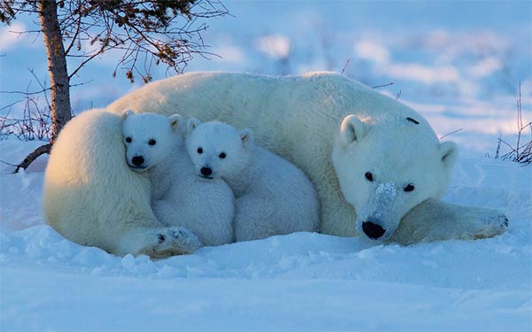 Polar Bear Cubs with Mother