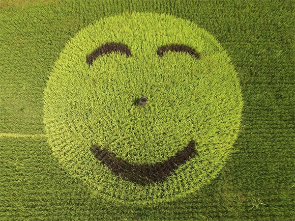 Smiley Face Made of Rice Plants