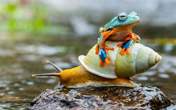 Frog Riding On The Back Of A Snail