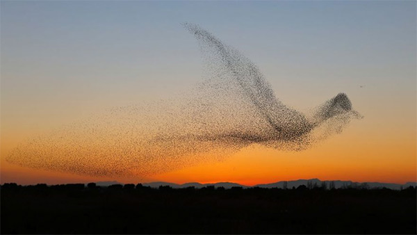 Starlings Forming Giant Bird Shape