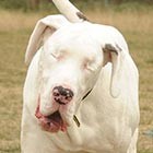 lily and maddison great danes video lily and maddison great danes video