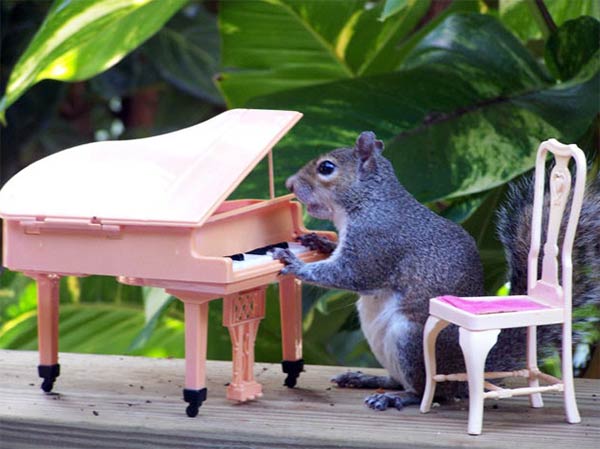 funny squirrel picture