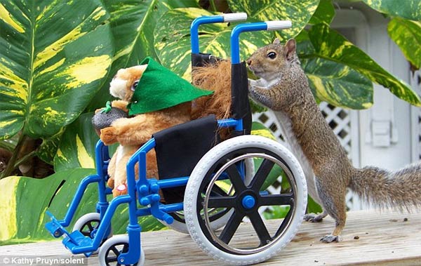 funny squirrel picture