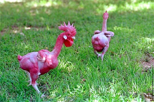 Featherless Chicken