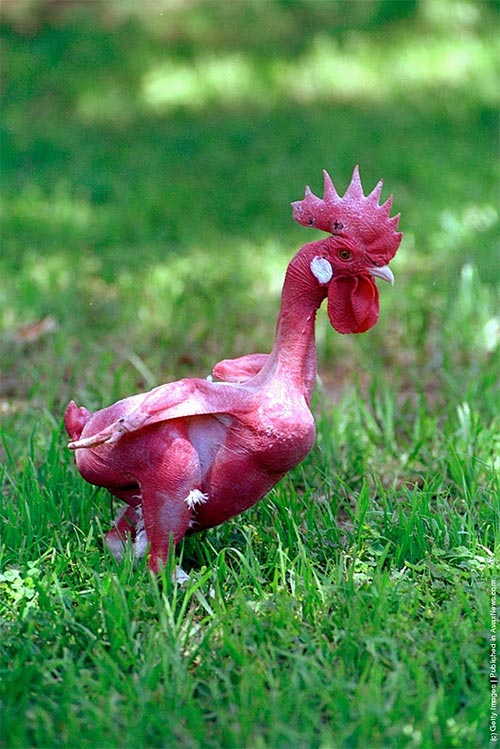 Featherless Chicken