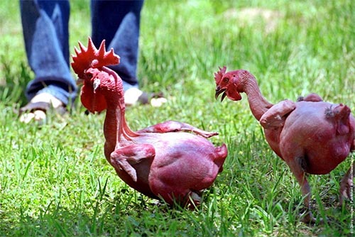 Featherless Chicken